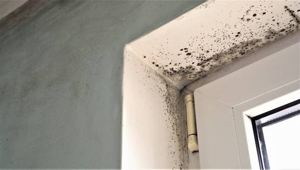 Best Mold Remediation for Vacation Homes  in Edgefield, SC