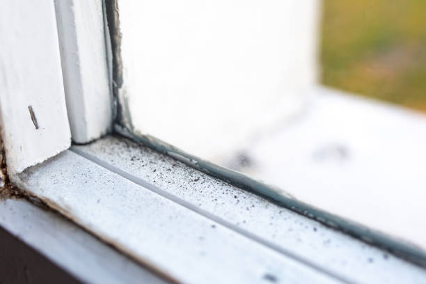 Reliable Edgefield, SC Mold Removal Solutions