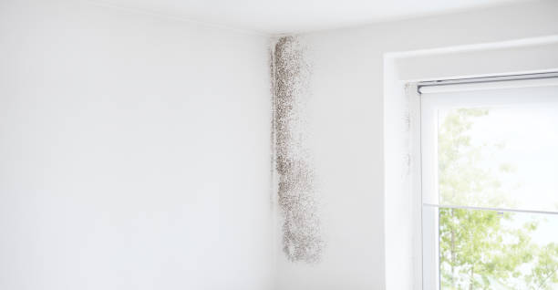 Best Attic Mold Removal  in Edgefield, SC