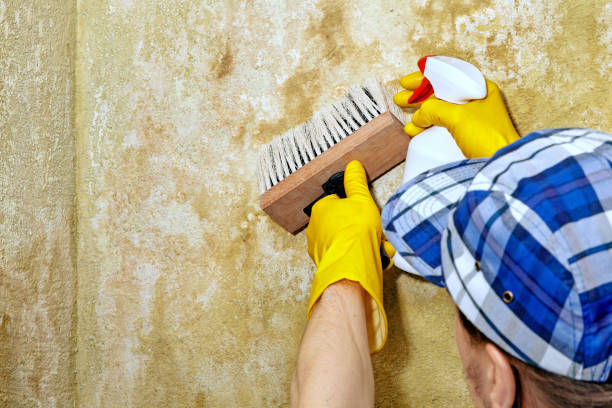 Best Black Mold Removal  in Edgefield, SC