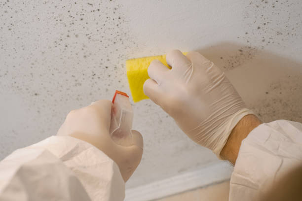Mold Documentation for Insurance Claims in Edgefield, SC