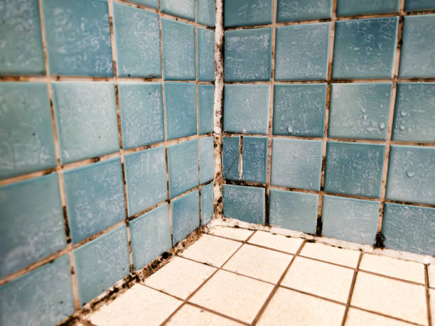 Best Mold Documentation for Insurance Claims  in Edgefield, SC
