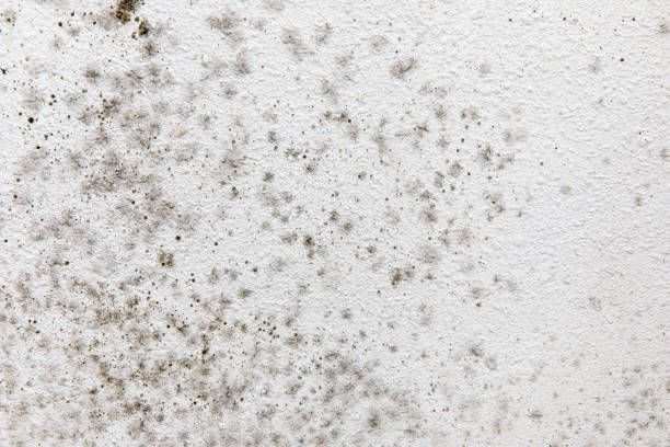 Mold Remediation for Vacation Homes in Edgefield, SC