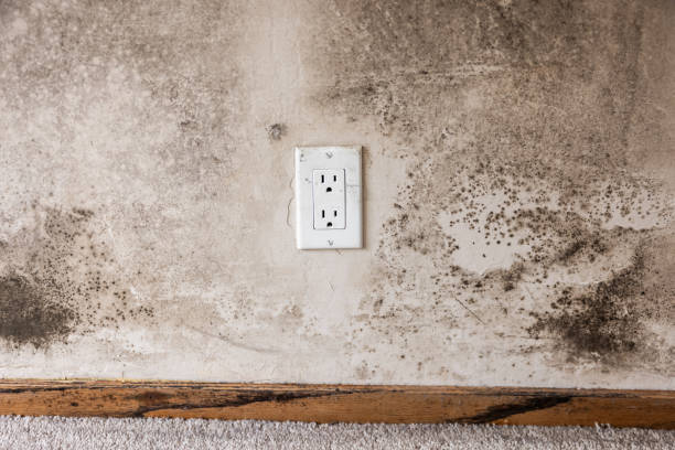 Best Basement Mold Removal  in Edgefield, SC