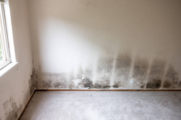 Best Asbestos and Lead Testing During Mold Inspection  in Edgefield, SC
