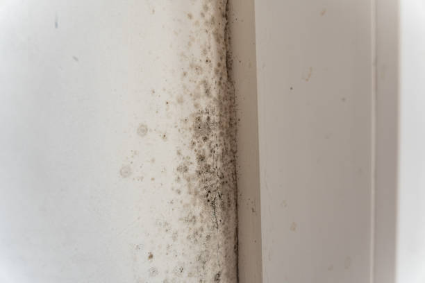 Best Mold Damage Restoration  in Edgefield, SC