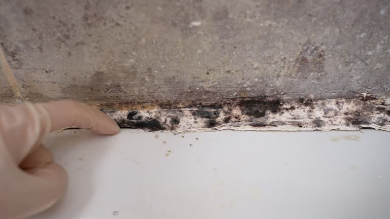 Best HVAC Mold Inspection and Cleaning  in Edgefield, SC