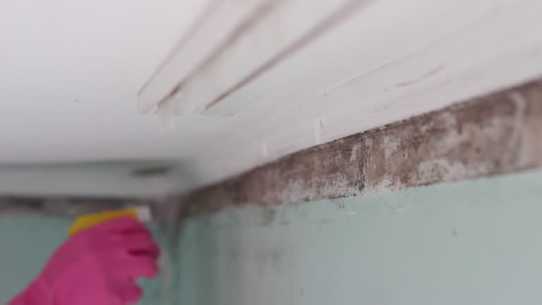 Best Dehumidification Services  in Edgefield, SC
